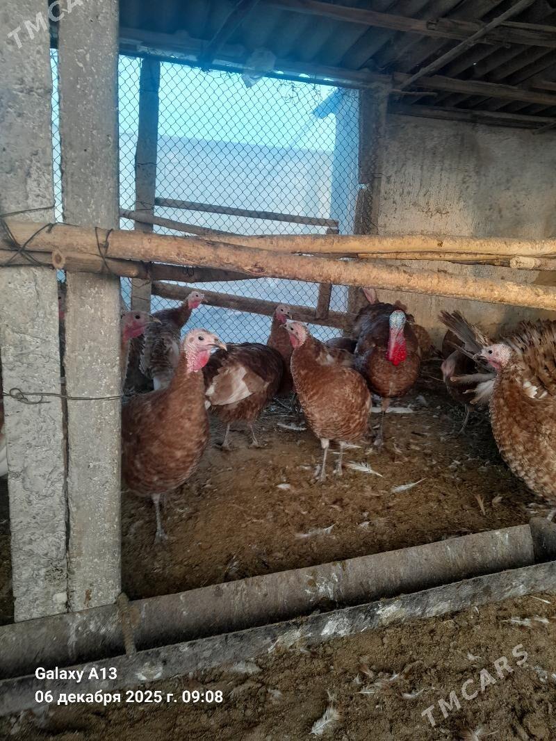 Induk.  Yumurtga. - Гёкдепе - img 7