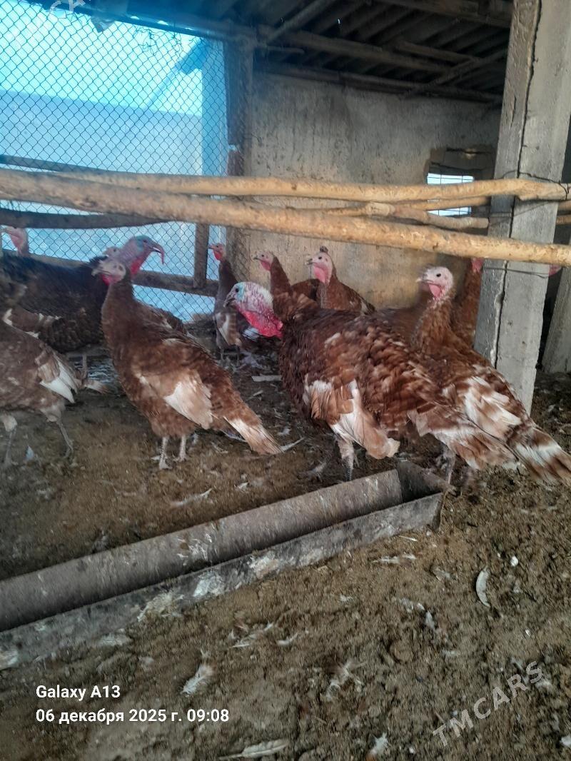 Induk.  Yumurtga. - Гёкдепе - img 9