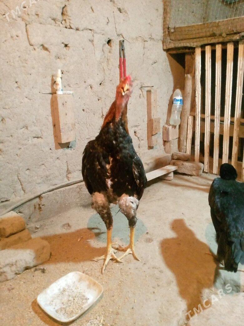 horaz - Дашогуз - img 5