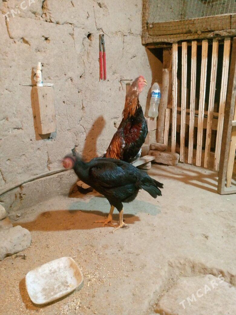 horaz - Дашогуз - img 2