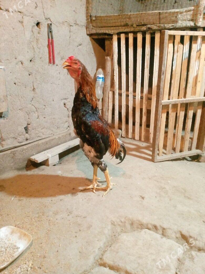 horaz - Дашогуз - img 3