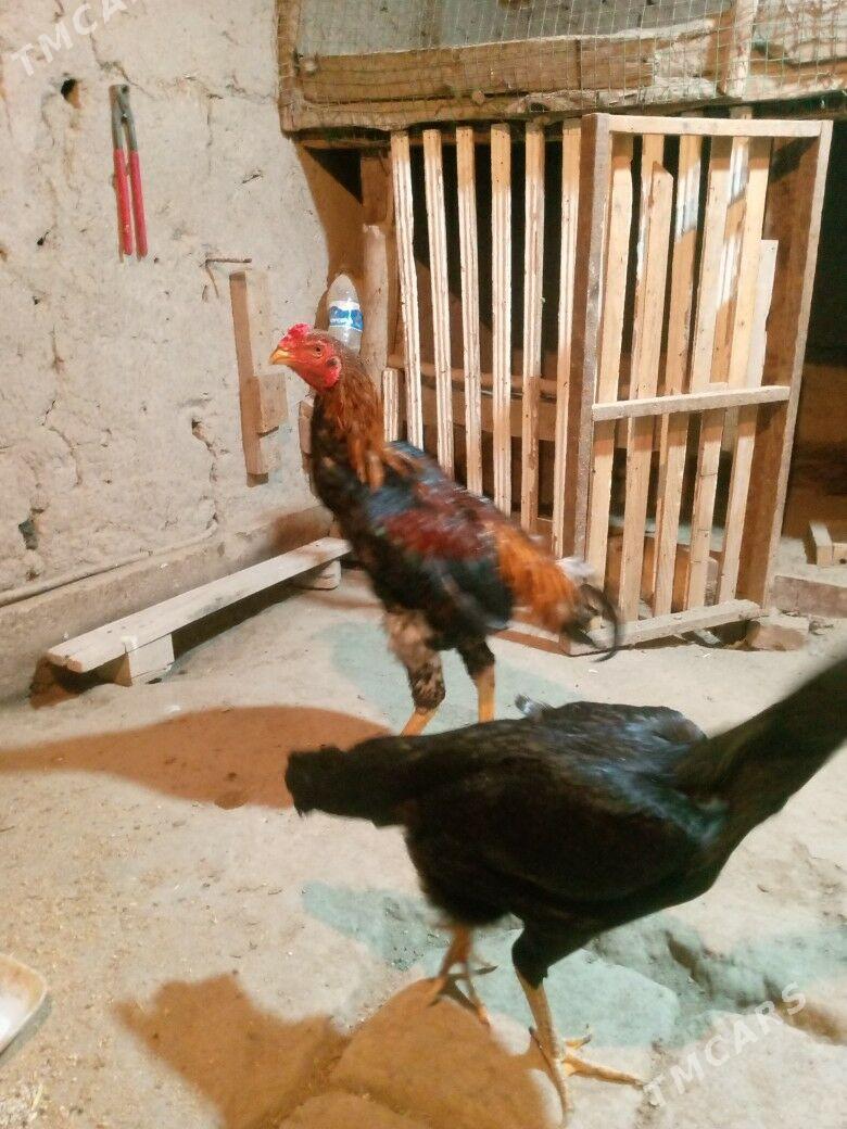 horaz - Дашогуз - img 4