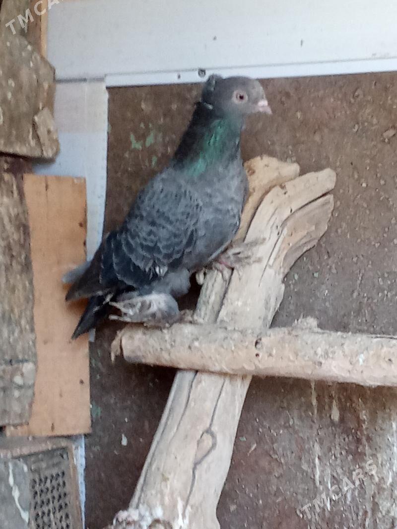 Kepderi - Мары - img 4