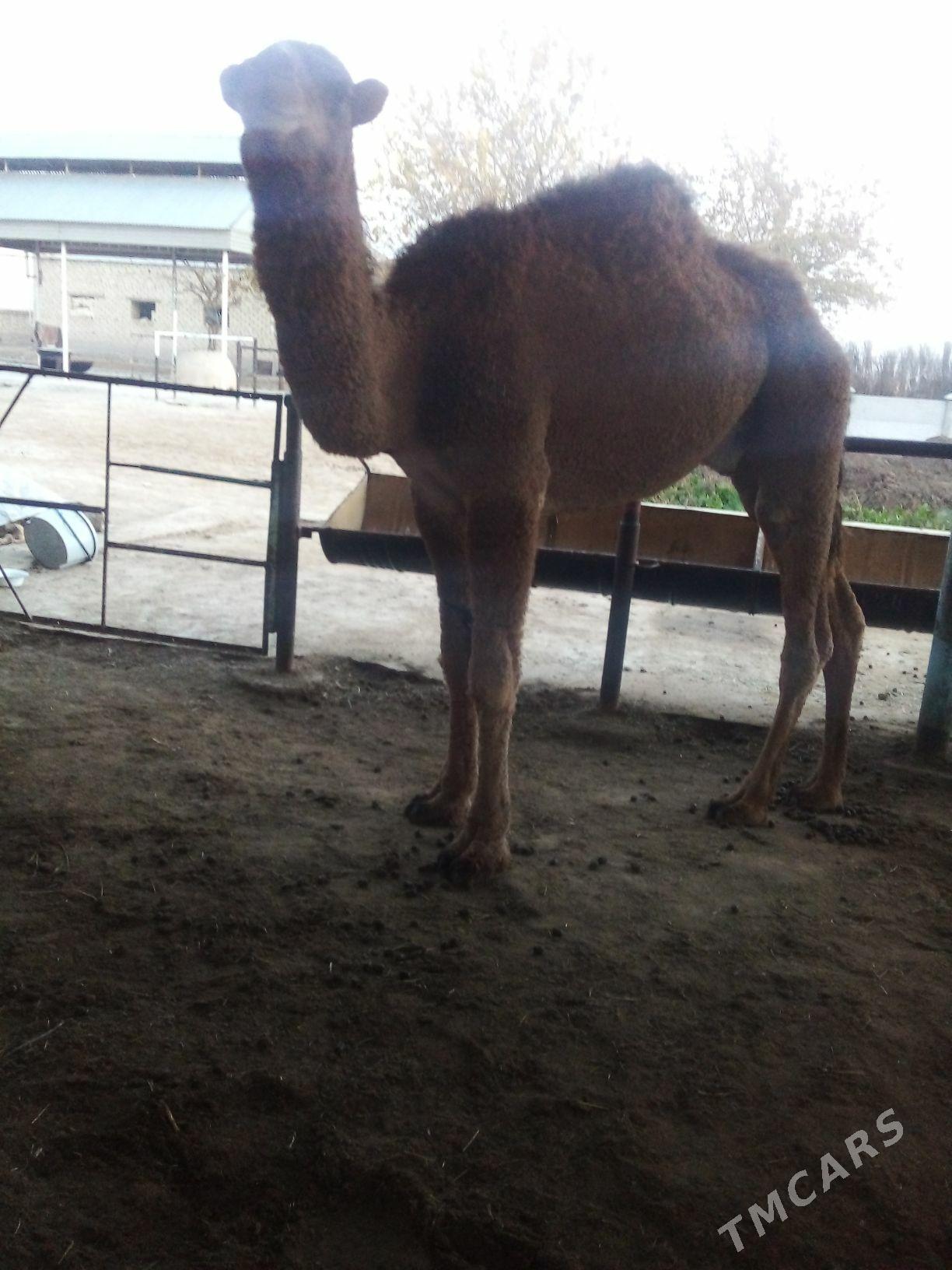 duýe - Мары - img 2