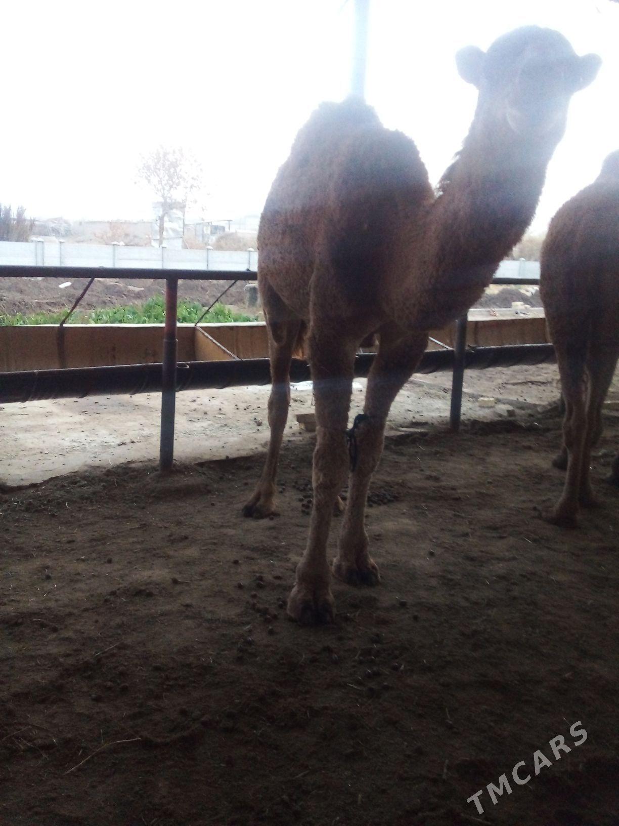 duýe - Мары - img 3