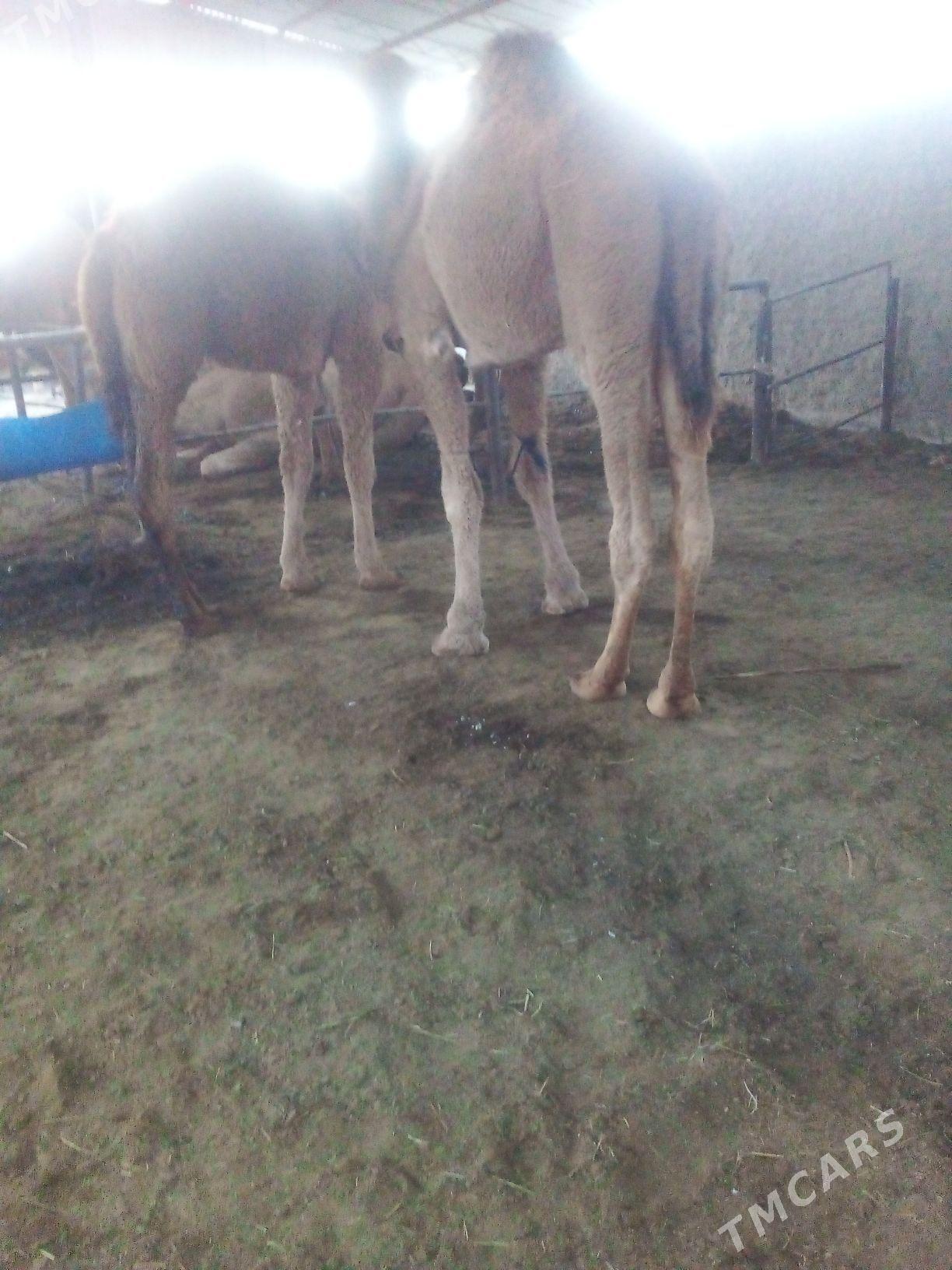 duýe - Мары - img 5