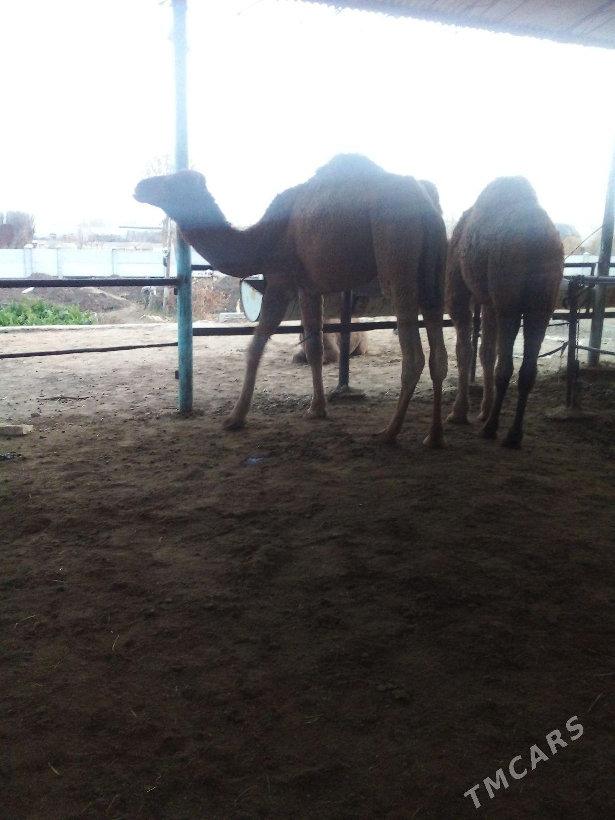 duýe - Мары - img 4