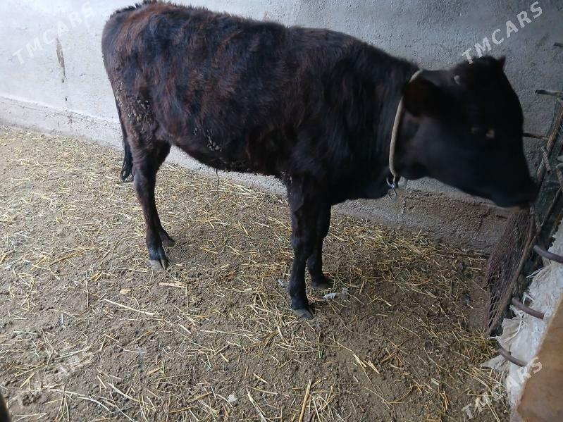 okuz - Чоганлы - img 3