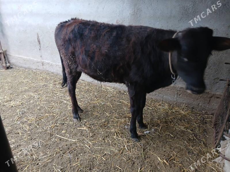 okuz - Чоганлы - img 2