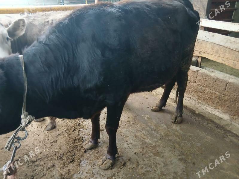 tuwe bakylan - Чоганлы - img 2