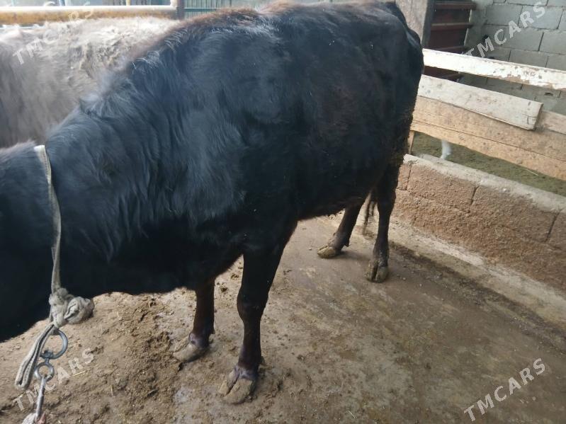 tuwe bakylan - Чоганлы - img 1