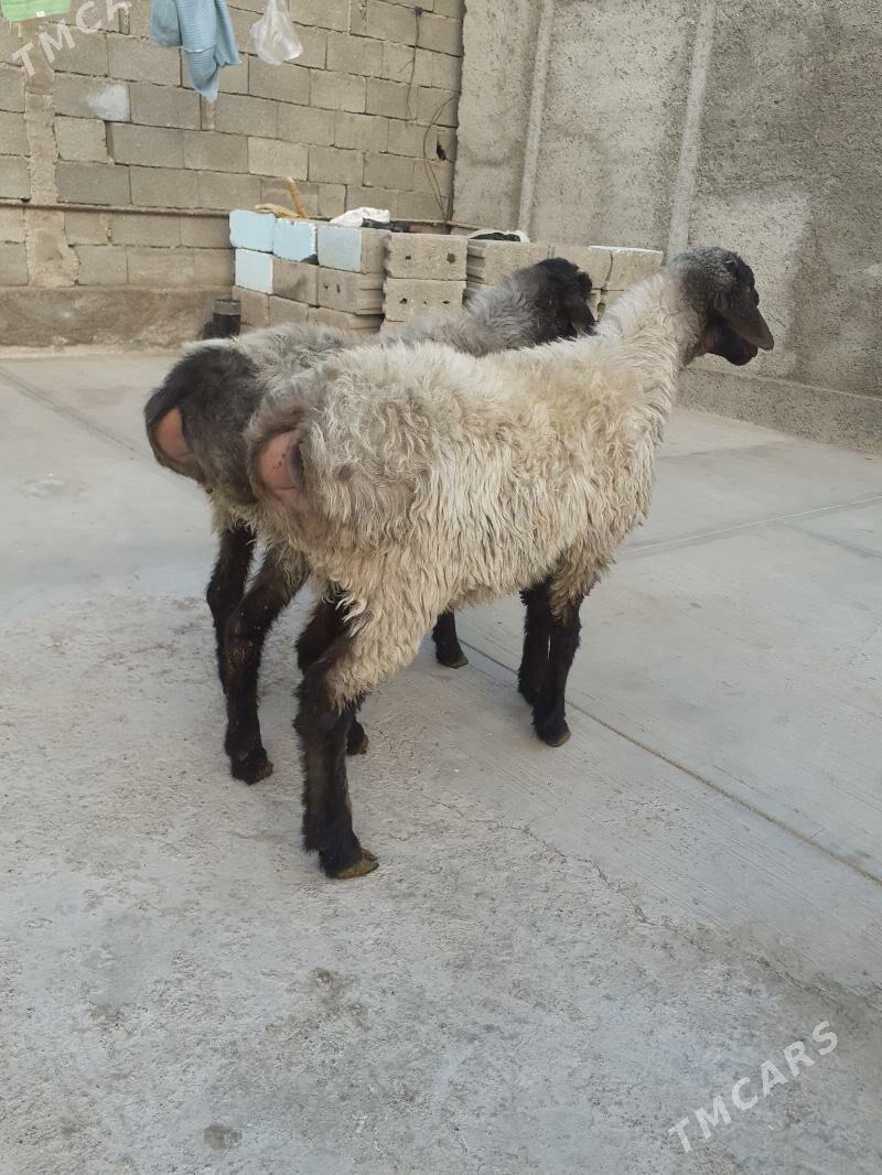 tokli - Garadamak Şor - img 2