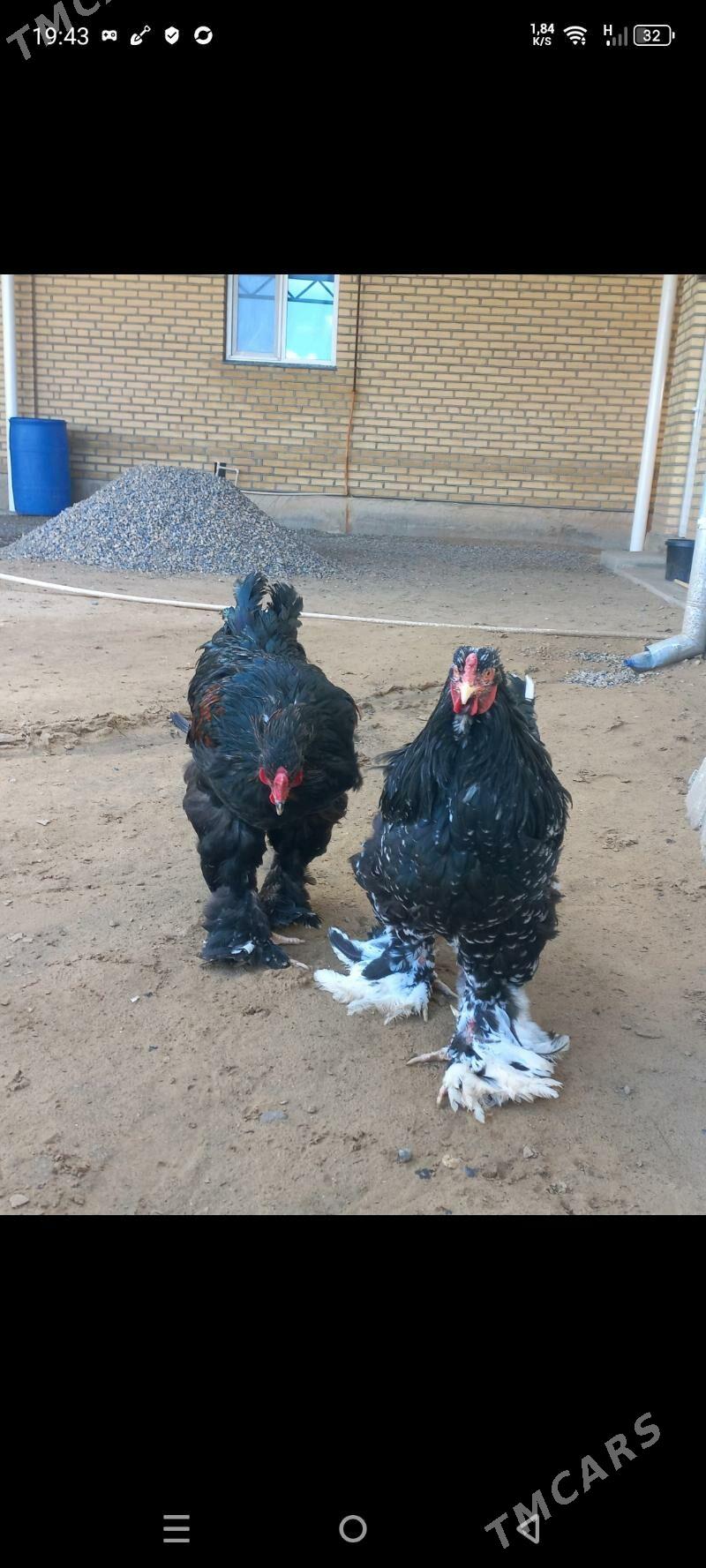 brama horaz we towuk - Мары - img 2