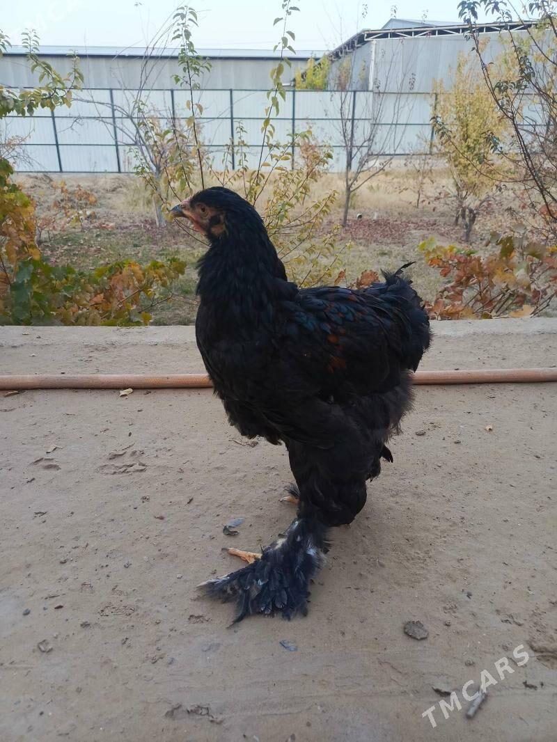 brama horaz we towuk - Мары - img 4