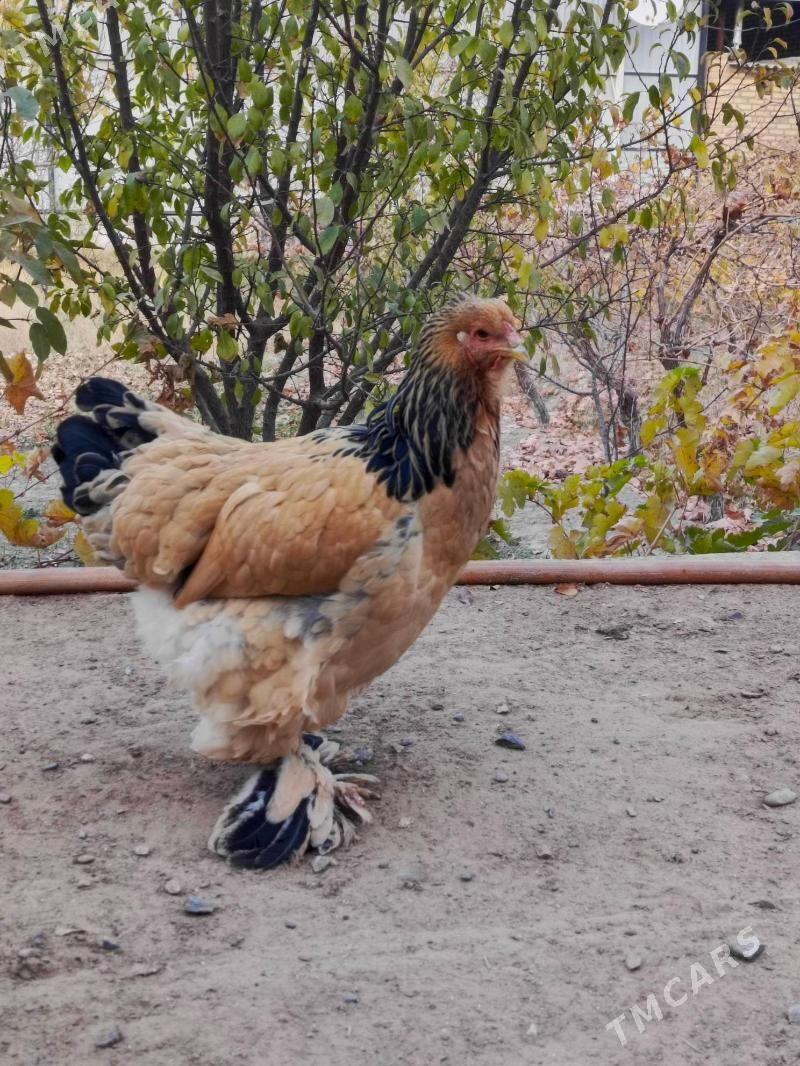 brama horaz we towuk - Мары - img 6