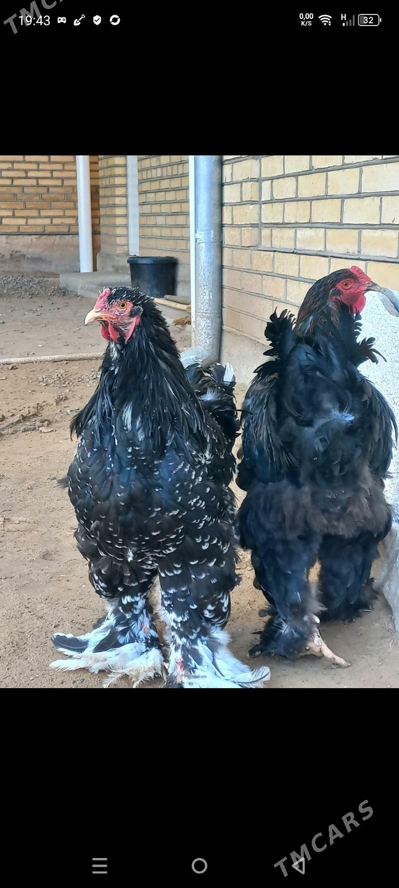 brama horaz we towuk - Мары - img 3