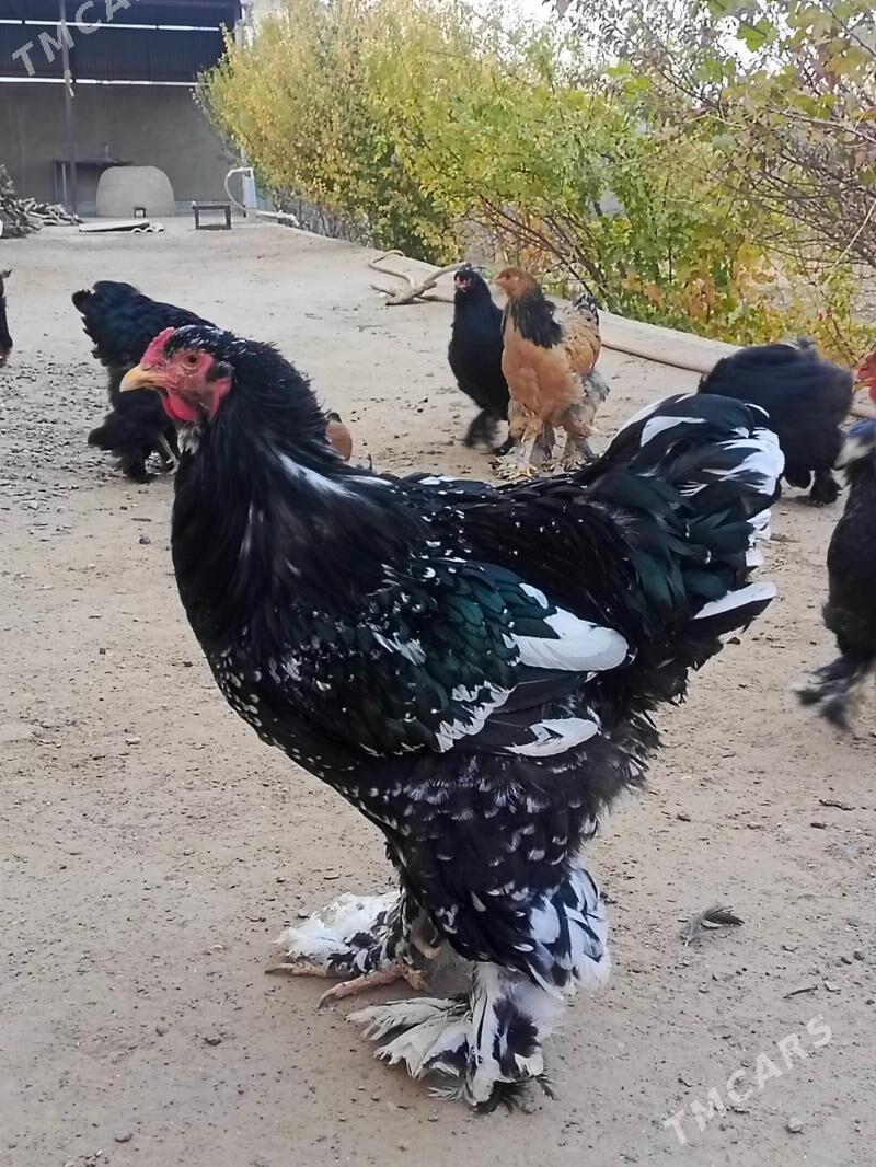 brama horaz we towuk - Мары - img 5