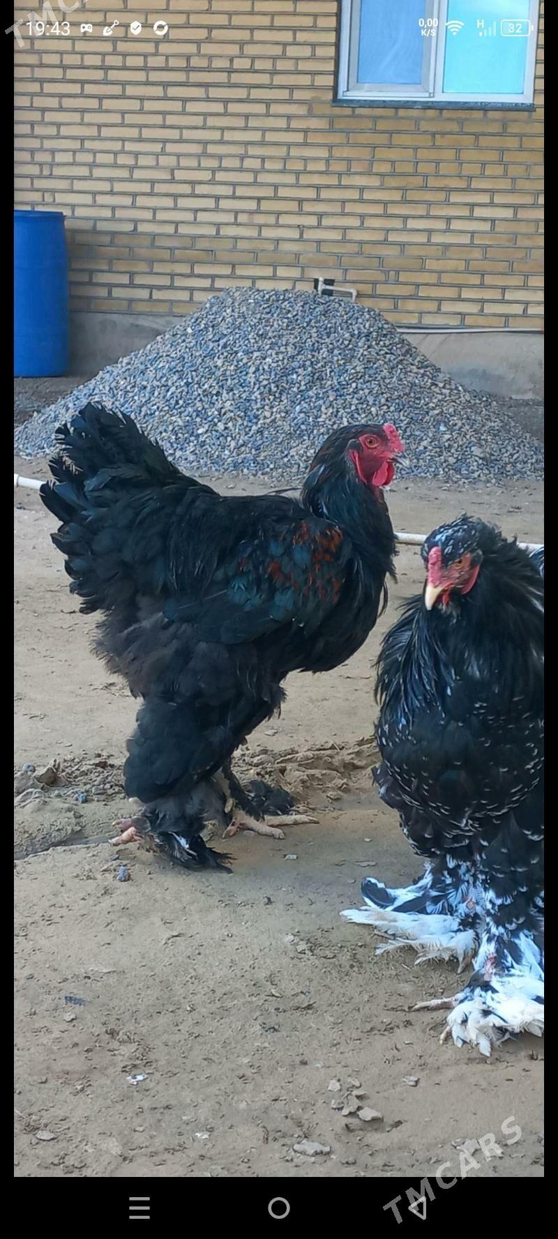 brama horaz we towuk - Мары - img 1