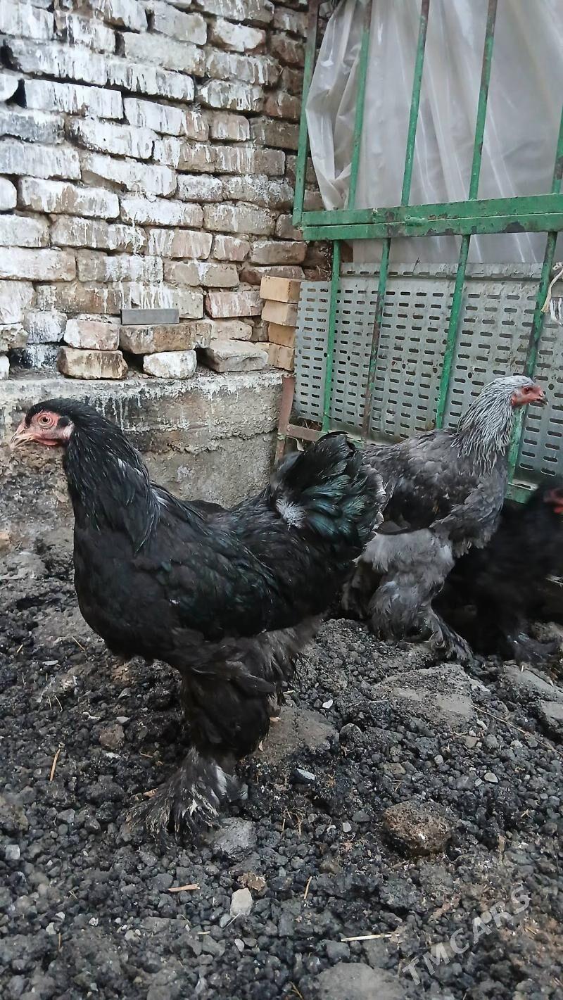 brama horaz - Чоганлы - img 3