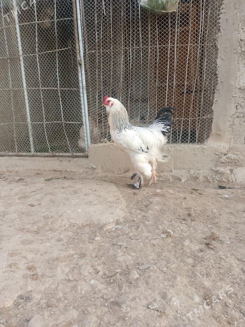 brama horaz - Balkanabat - img 1