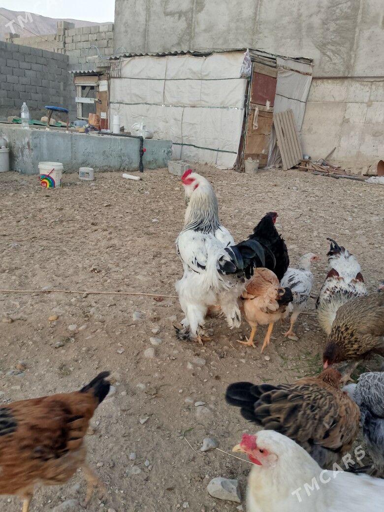 brama horaz - Балканабат - img 2