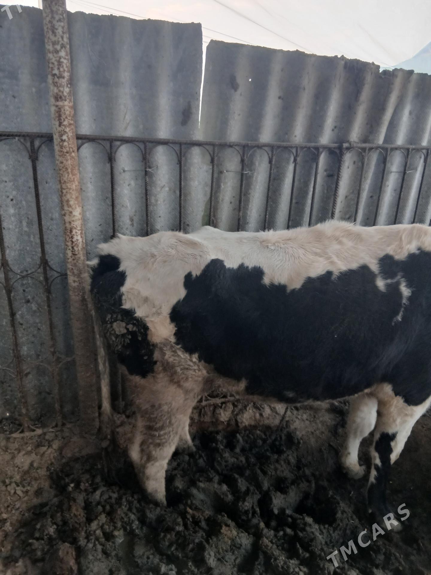 bakilan tuwe - Бузмеин - img 2