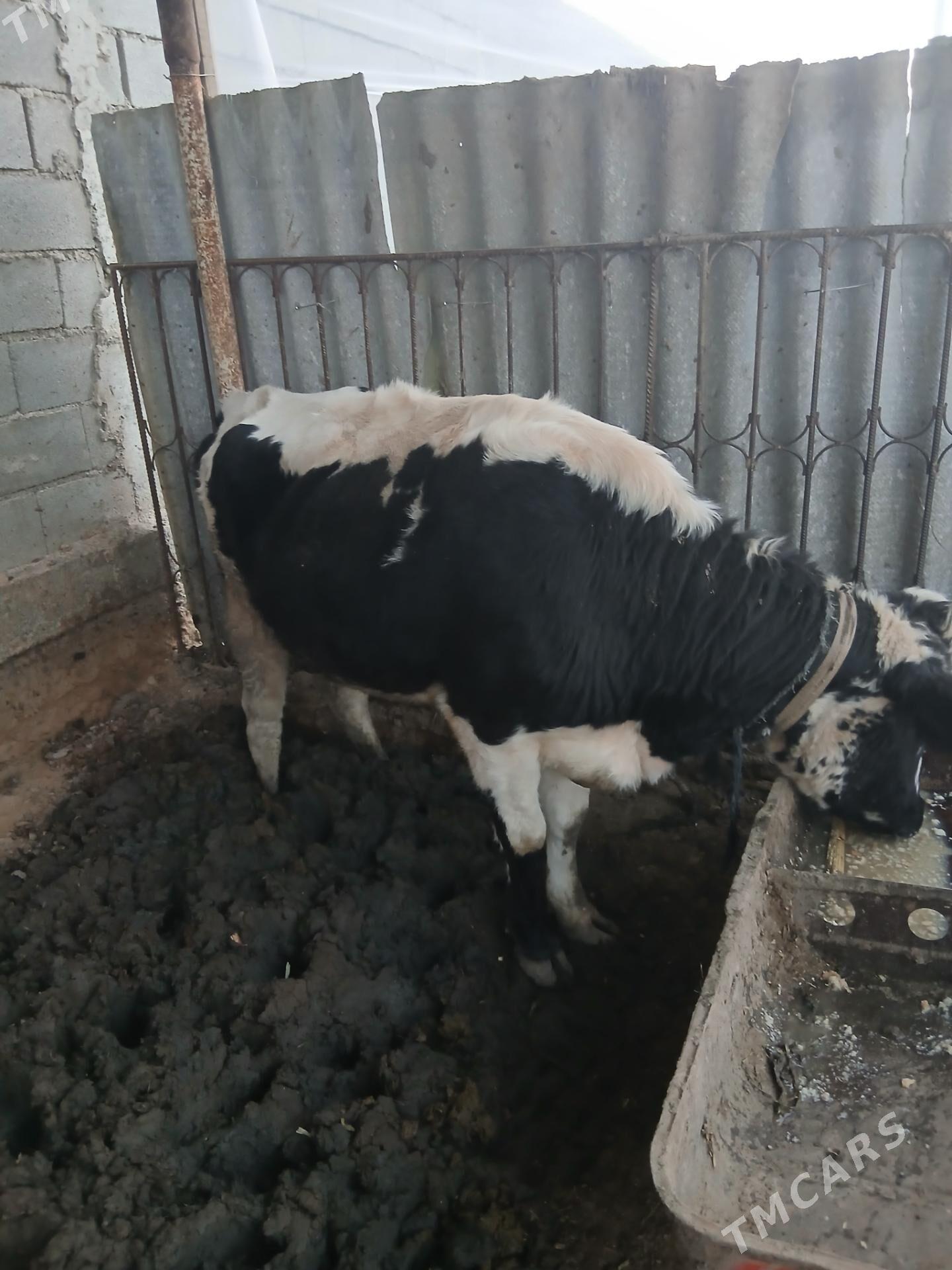 bakilan tuwe - Büzmeýin - img 1