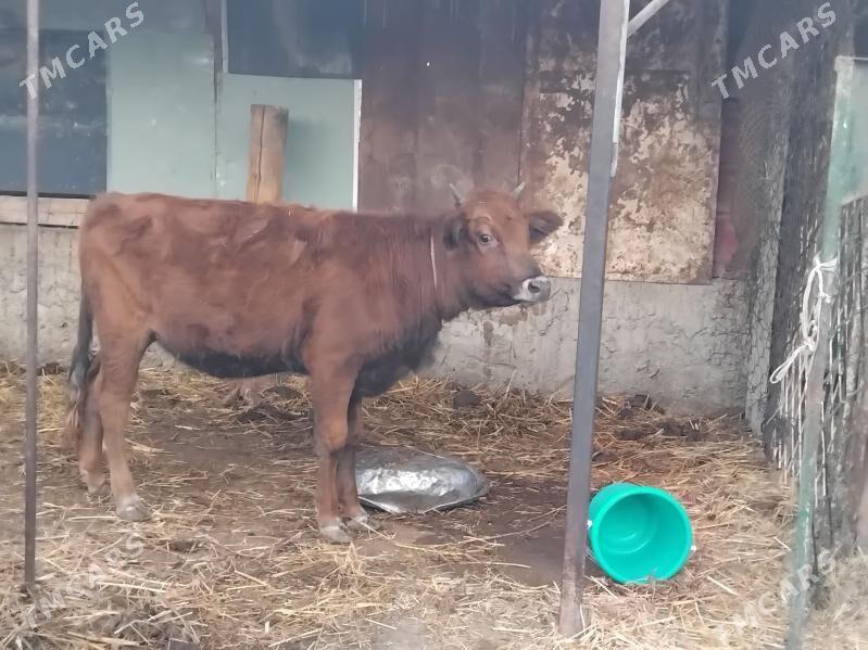 tuwe - Багир - img 3