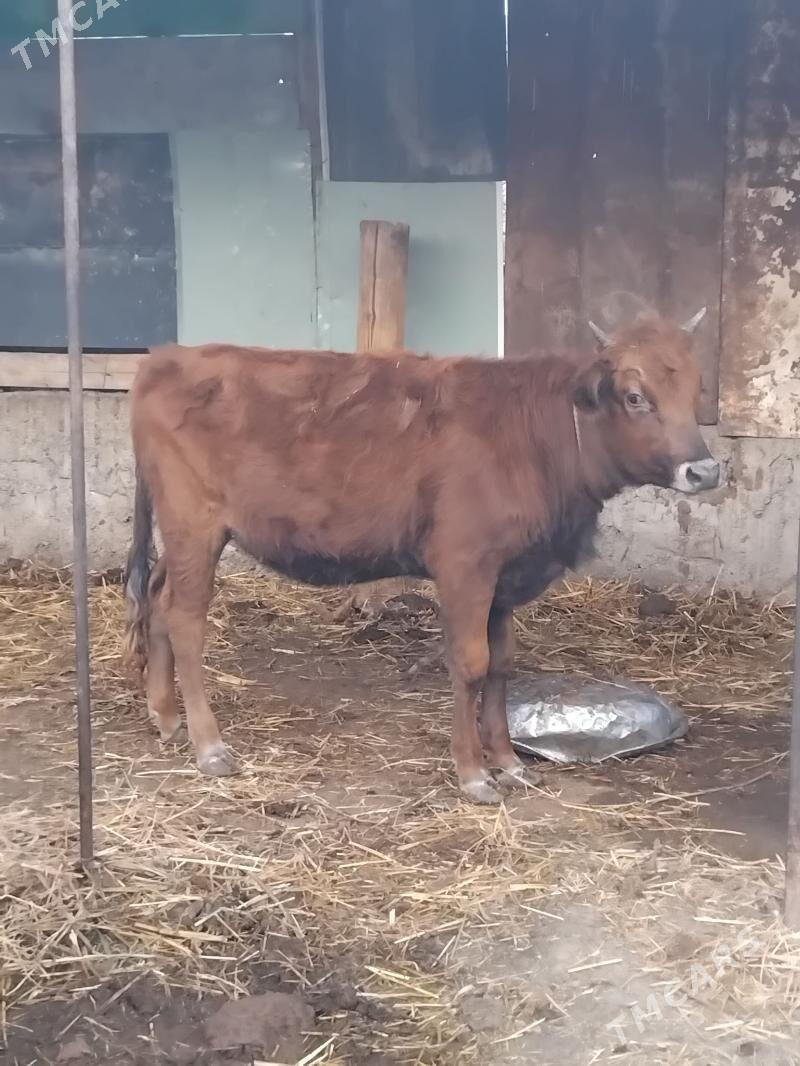 tuwe - Багир - img 4