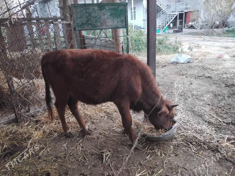 tuwe - Багир - img 2