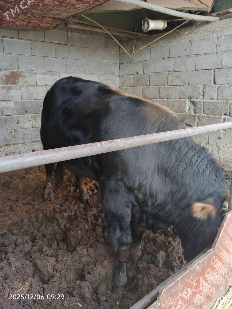 okuz - Багир - img 2