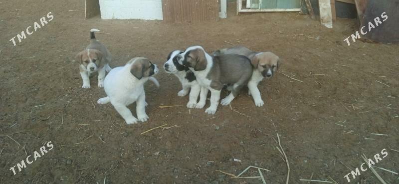 гужик - Бузмеин - img 3