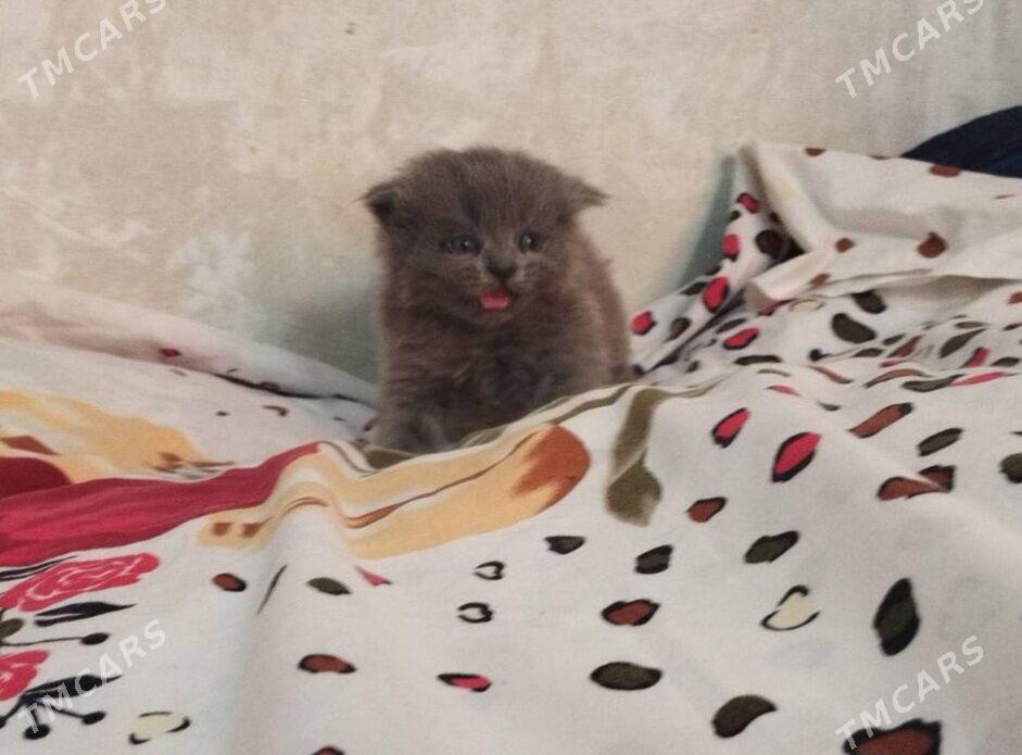 шотландские котята - Ашхабад - img 4