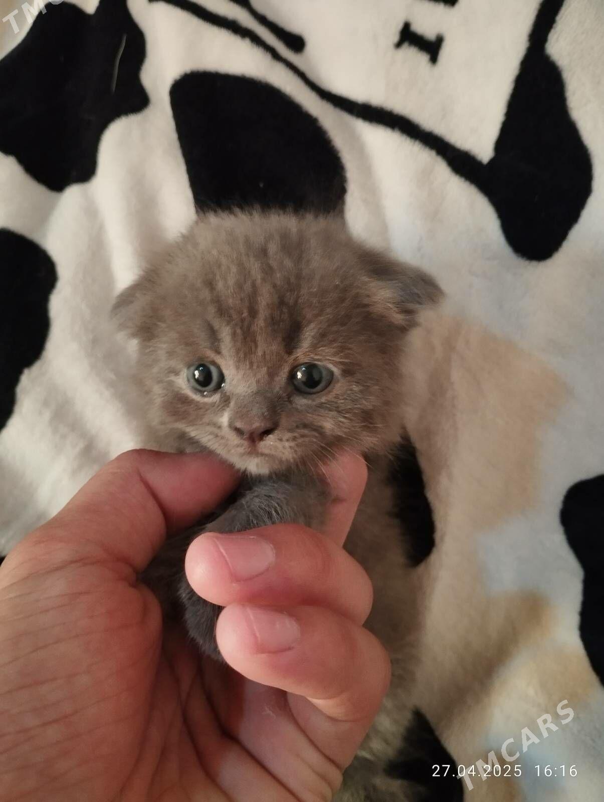 шотландские котята - Ашхабад - img 6