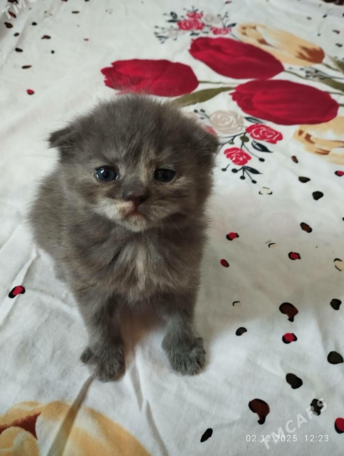 шотландские котята - Ашхабад - img 2