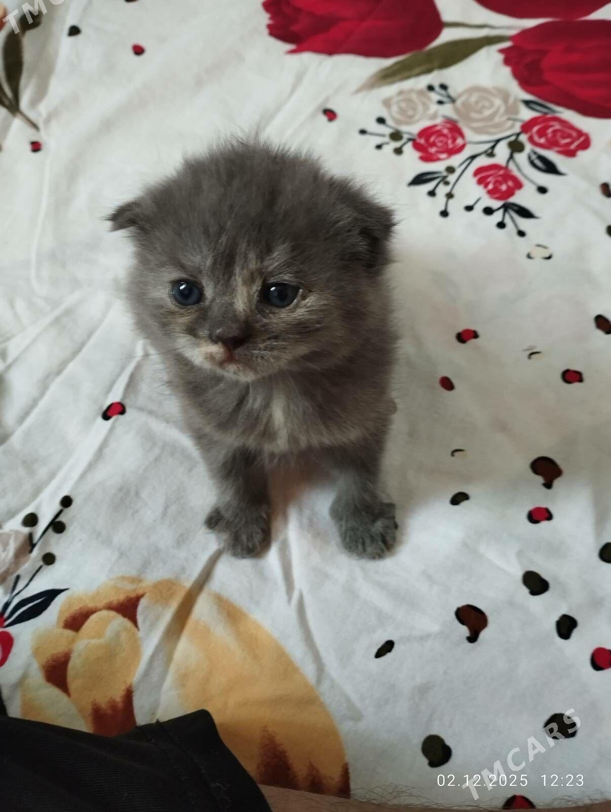 шотландские котята - Ашхабад - img 1