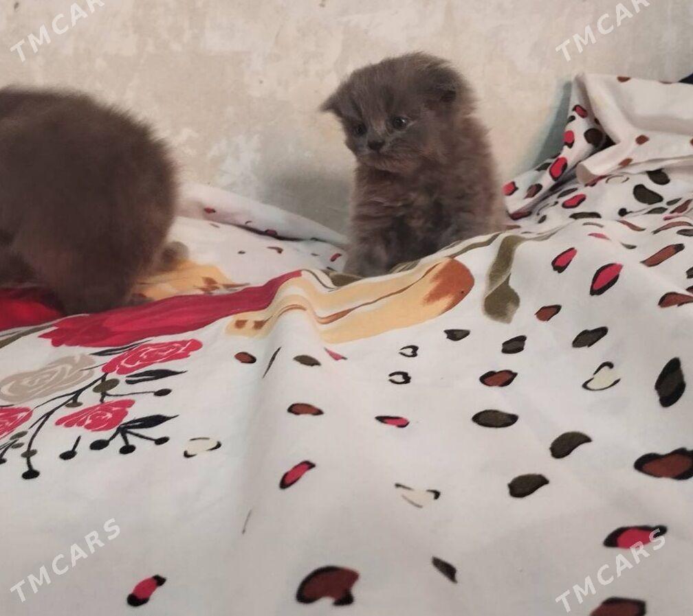 шотландские котята - Ашхабад - img 5