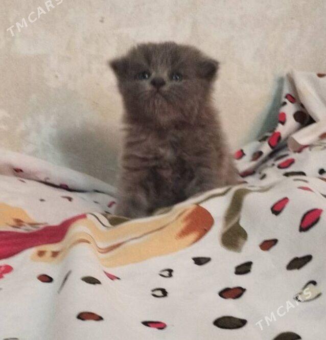 шотландские котята - Ашхабад - img 3