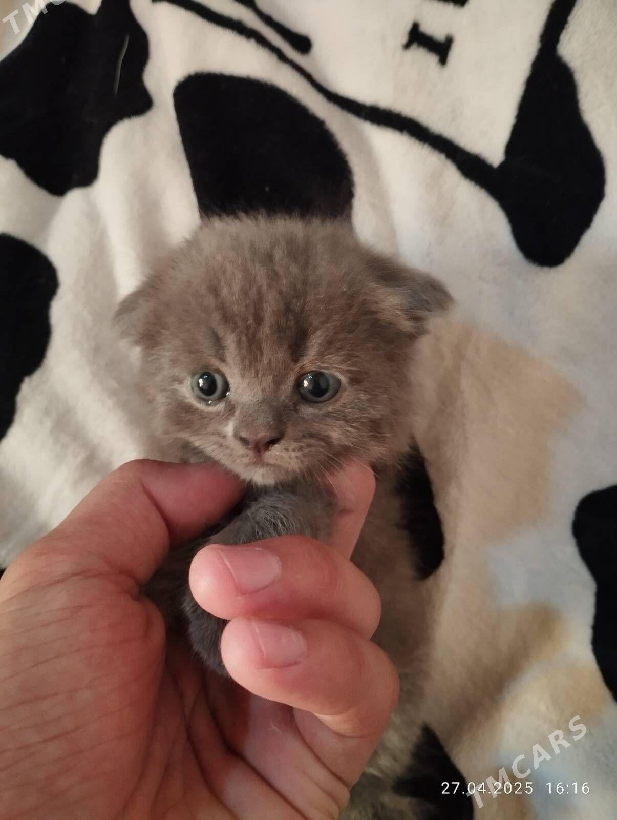 шотландские вислоухие - Мары - img 6