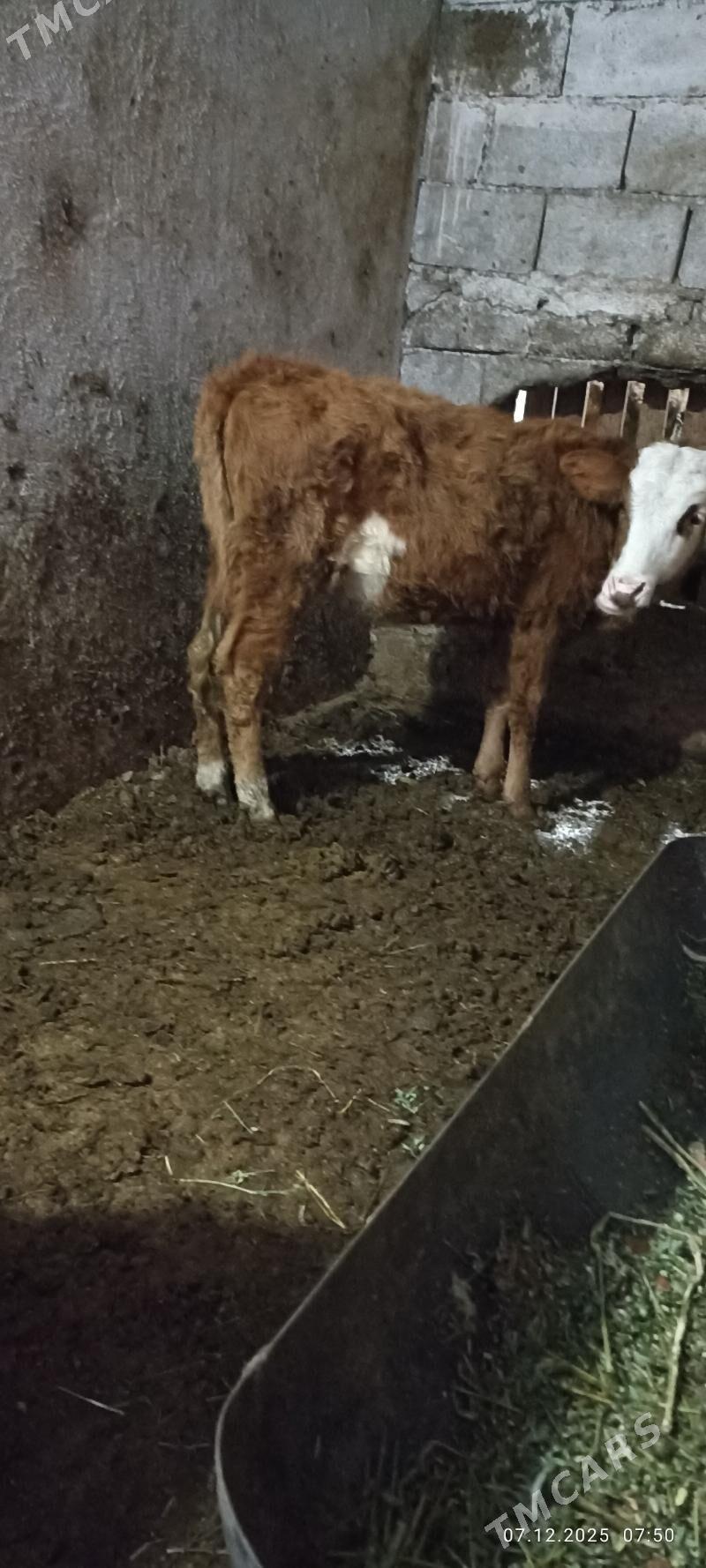 gyzyl ala tuwe - Бузмеин - img 3