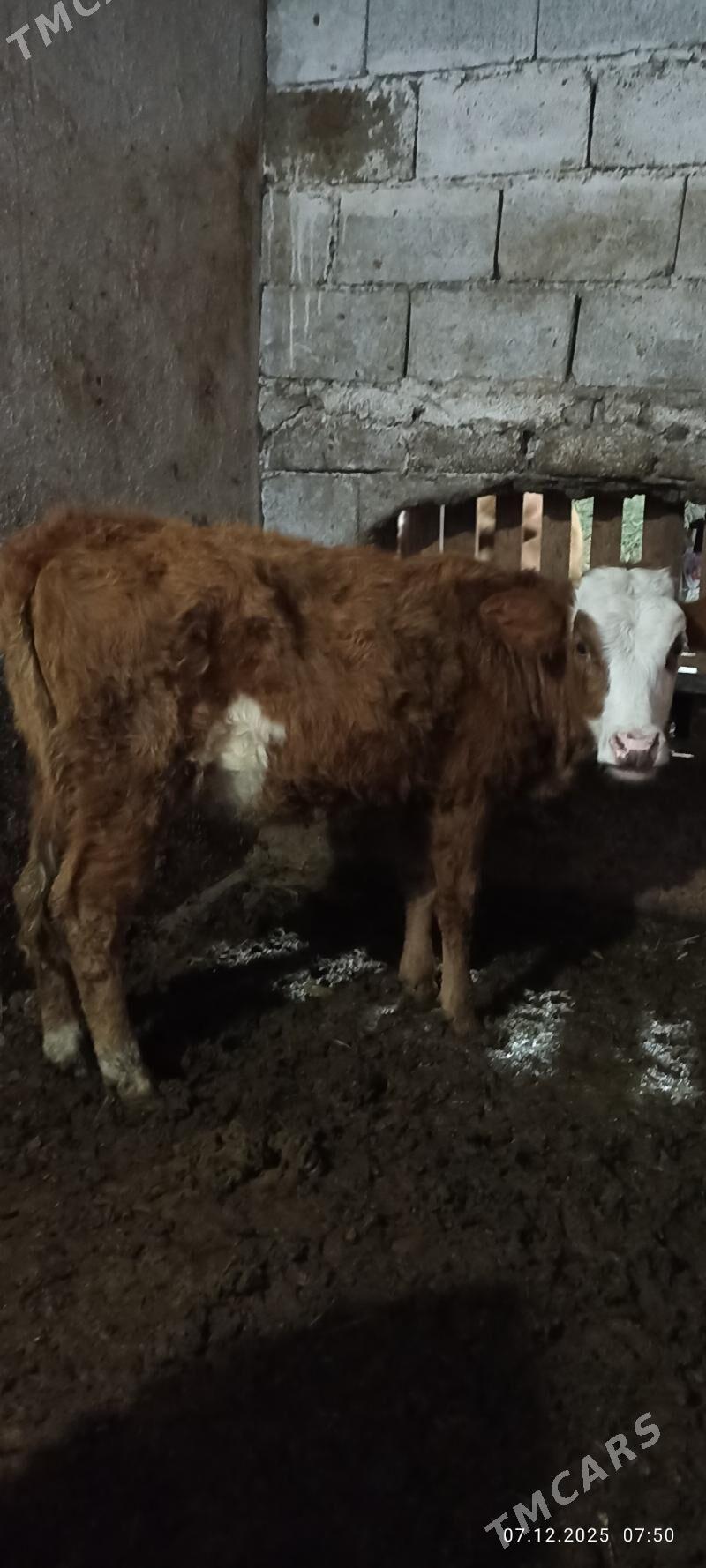 gyzyl ala tuwe - Бузмеин - img 2