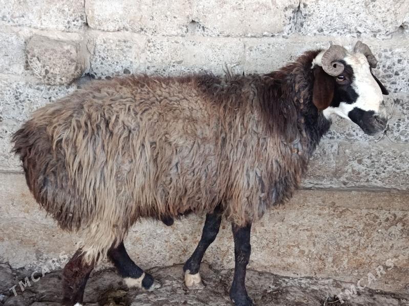 Goyun - Gökdepe - img 6