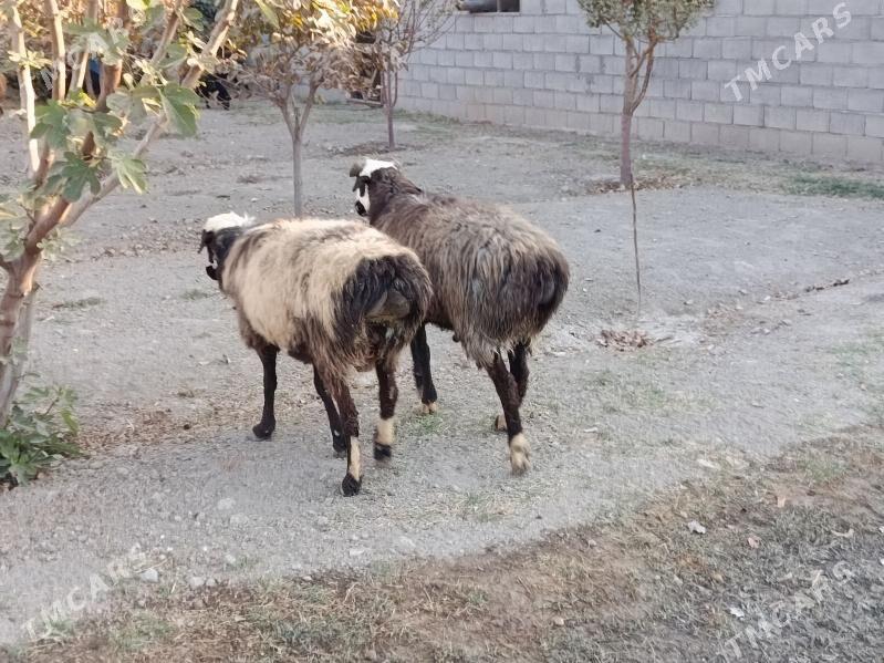 Goyun - Гёкдепе - img 1