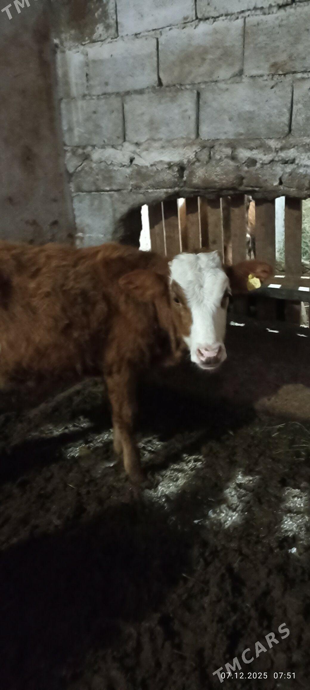 gyzyl ala tuwe - Бузмеин - img 4