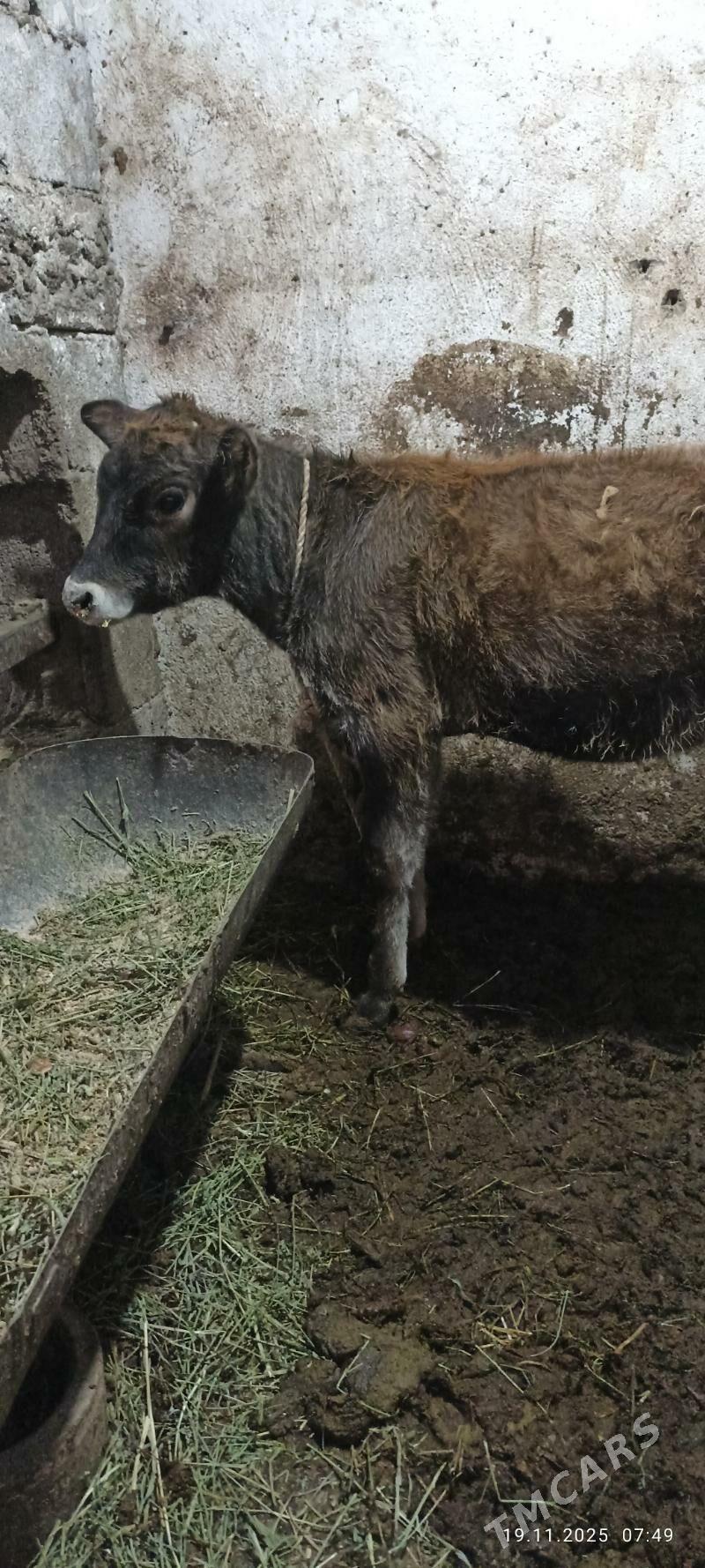 swes tuwe - Бузмеин - img 1