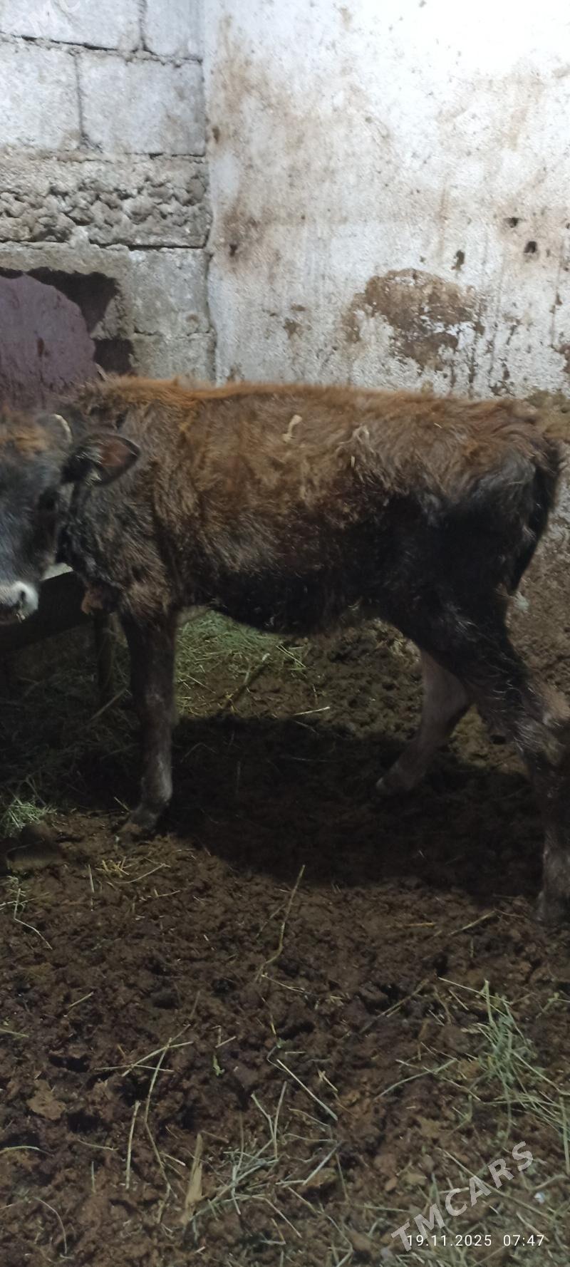 swes tuwe - Бузмеин - img 2