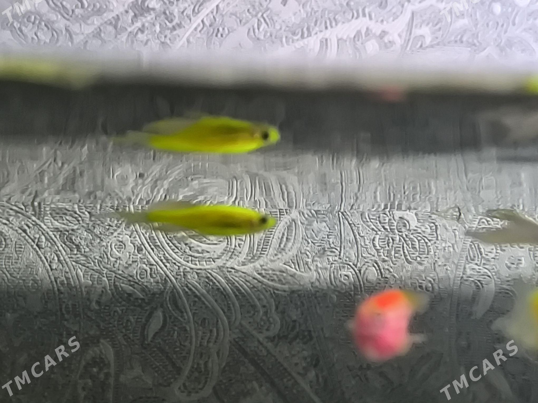 danio zebra - Балканабат - img 8