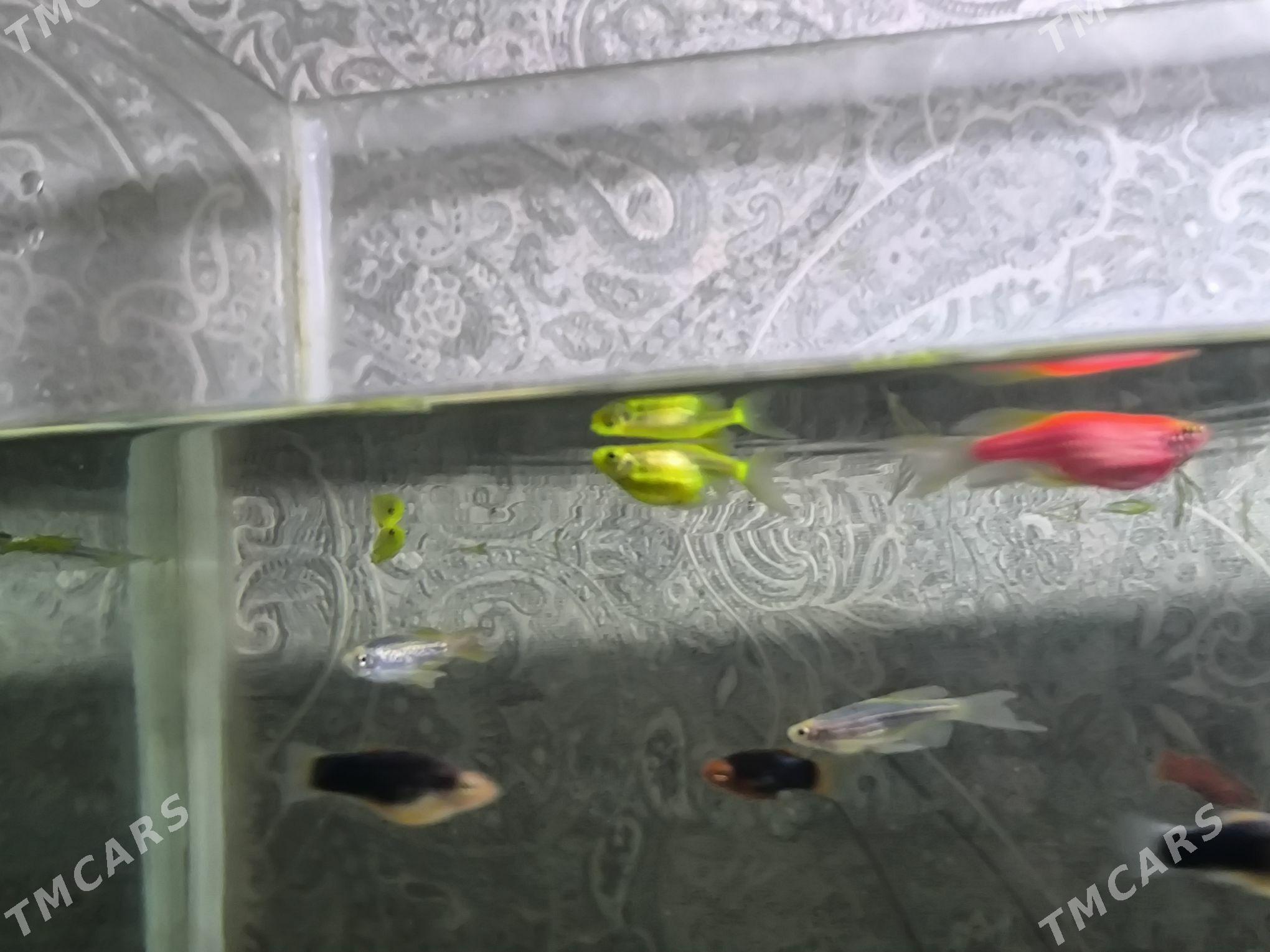 danio zebra - Балканабат - img 6