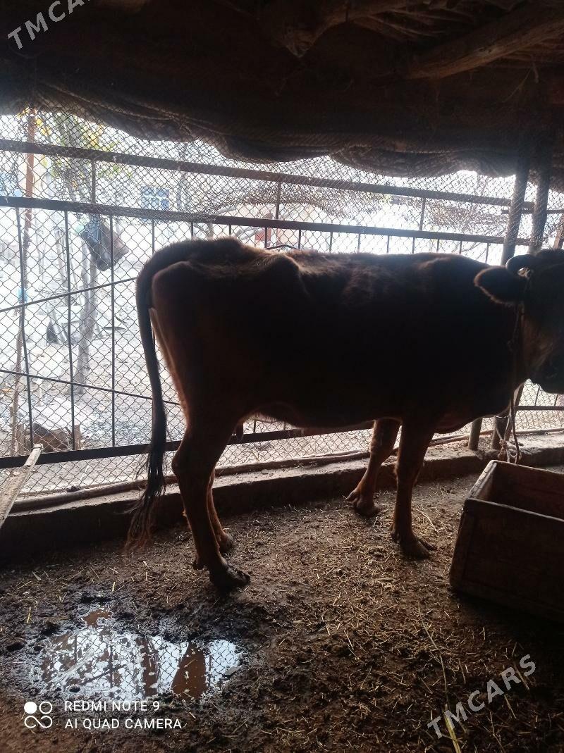 tanaly sygyr - Дашогуз - img 2