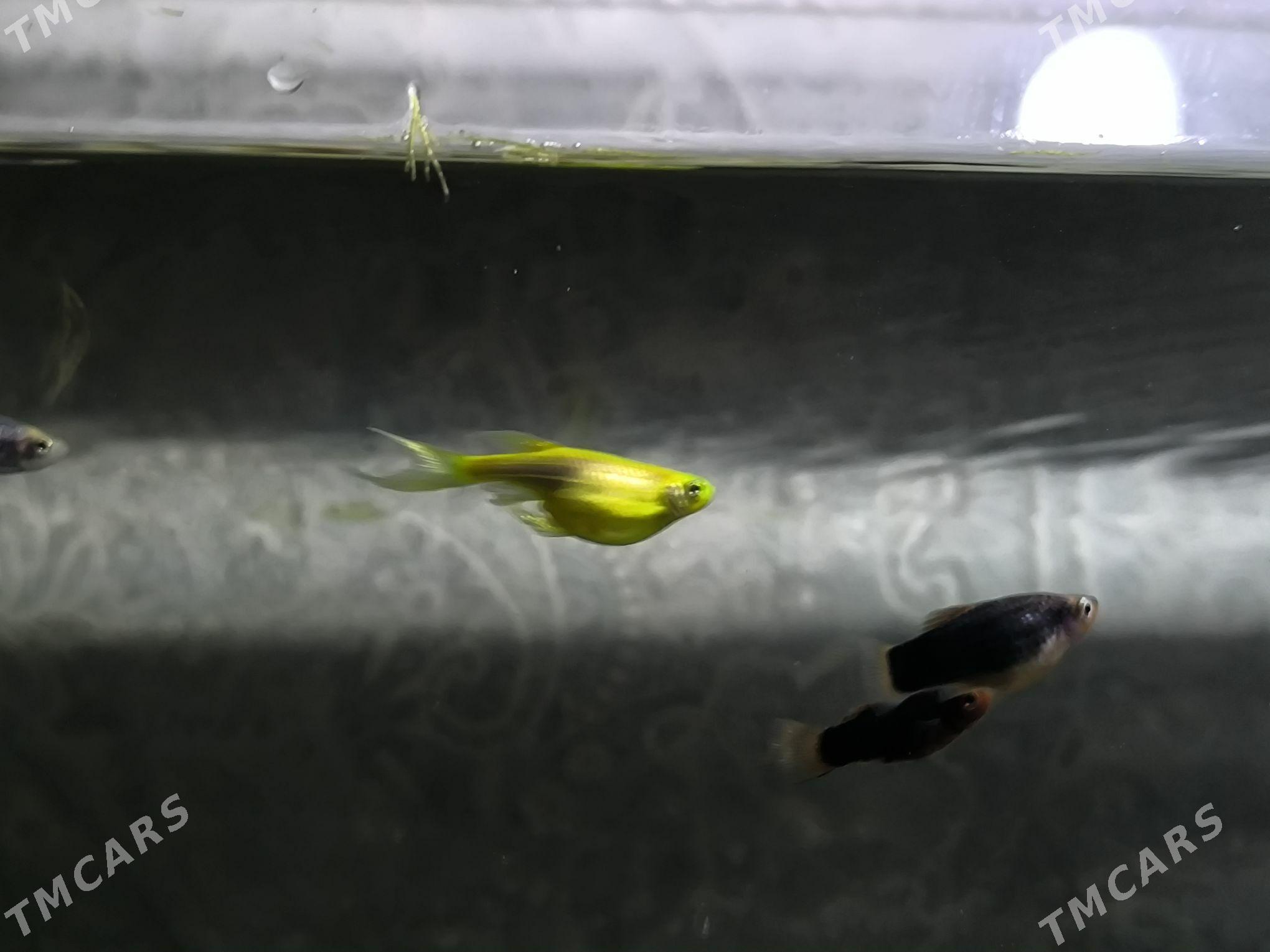 danio zebra - Балканабат - img 5